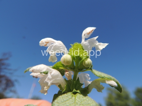deadnettle, spotted